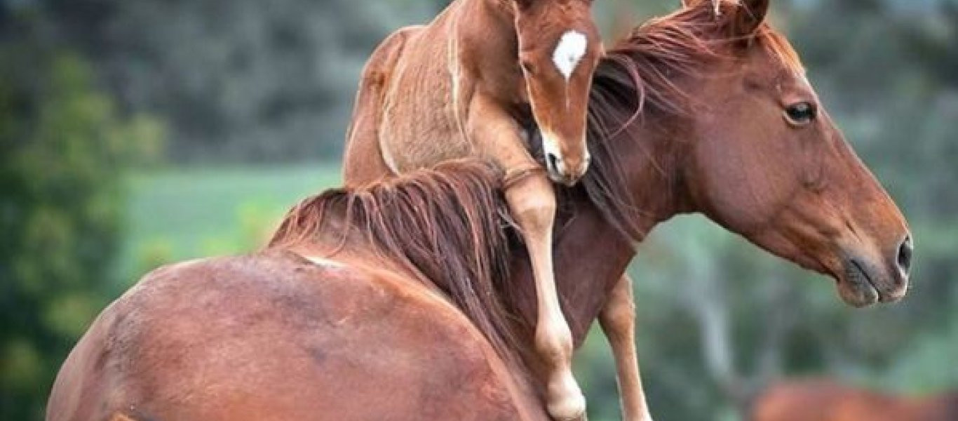 Αυτό το άλογο γέννησε μια πολύ σπάνια φοράδα- Δώστε προσοχή στο πρόσωπό της και θα καταλάβετε! (βίντεο)